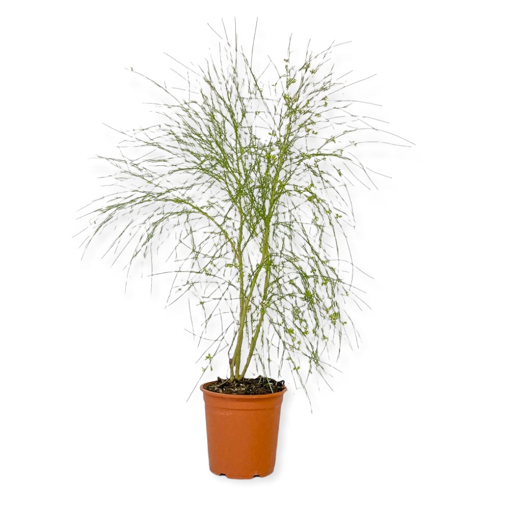 Ginestra Odorosa Spartium Junceum In Vaso ø9cm - Pianta Mediterranea Con Fiori Gialli Profumati - Foto 9