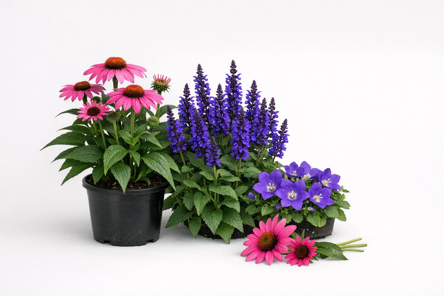 Piante perenni da fiore