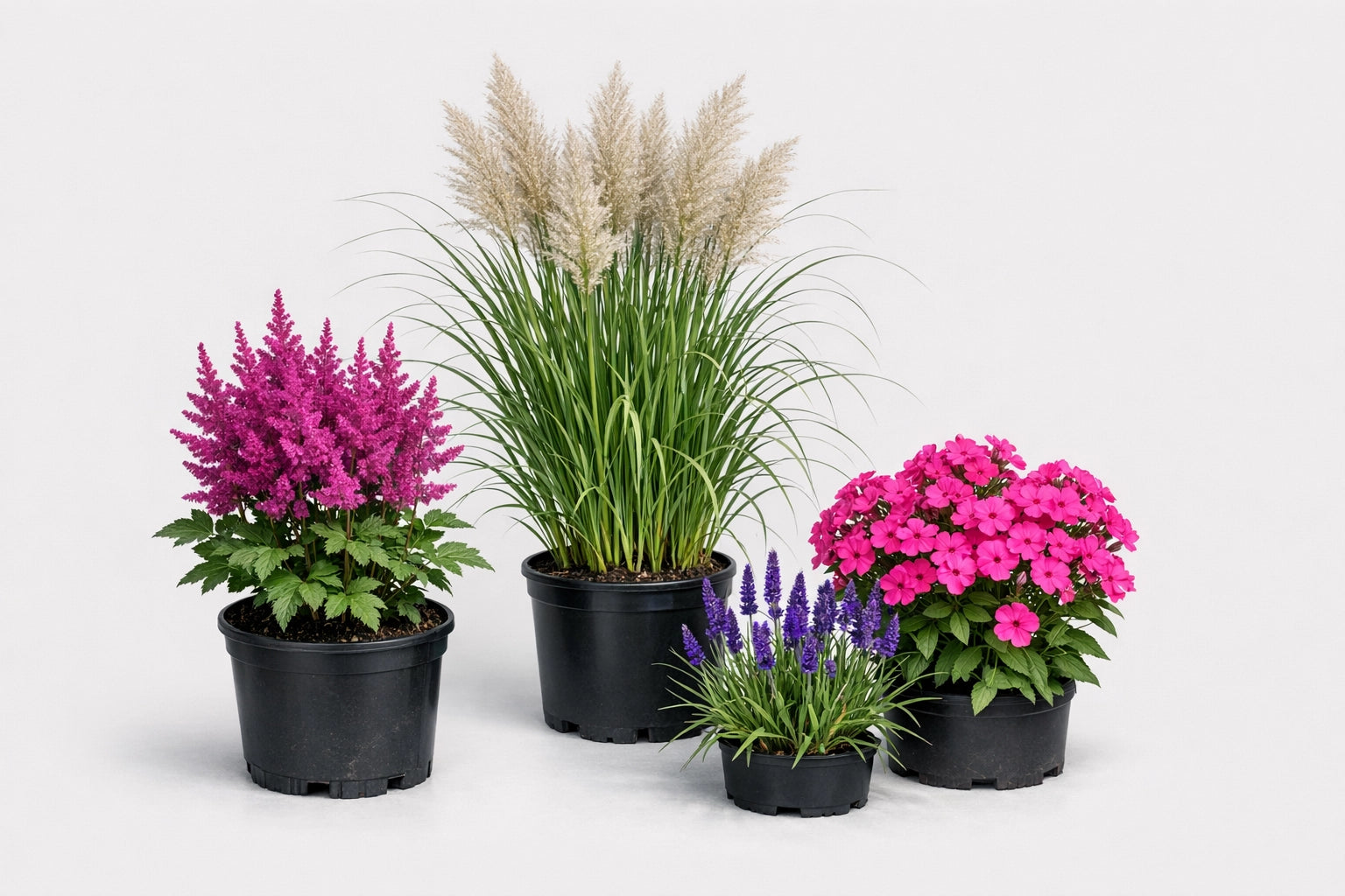 Piante perenni e graminacee ornamentali