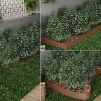 Serina Bordo del prato Marrone 100 x 14 cm 45 metri