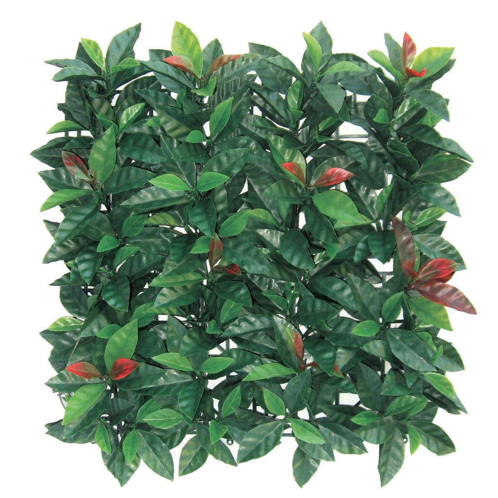 Sempreverde da giardino 1x1 mt