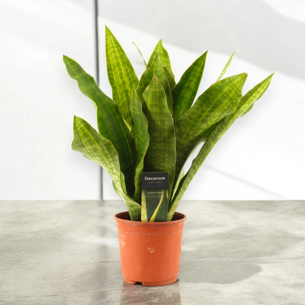 Gardenaria Sansevieria trifasciata aubry. 'Nite' - Pianta da interno ornamentale Altezza: 45 cm (vaso 14)