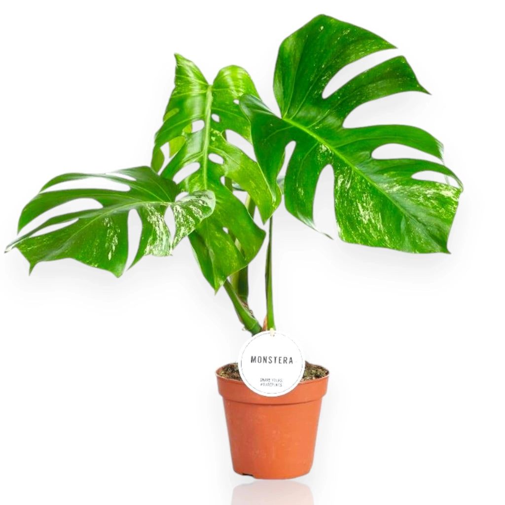 Gardenaria Monstera deliciosa variegata - Pianta da interno ornamentale Altezza: 50 cm (vaso 15)