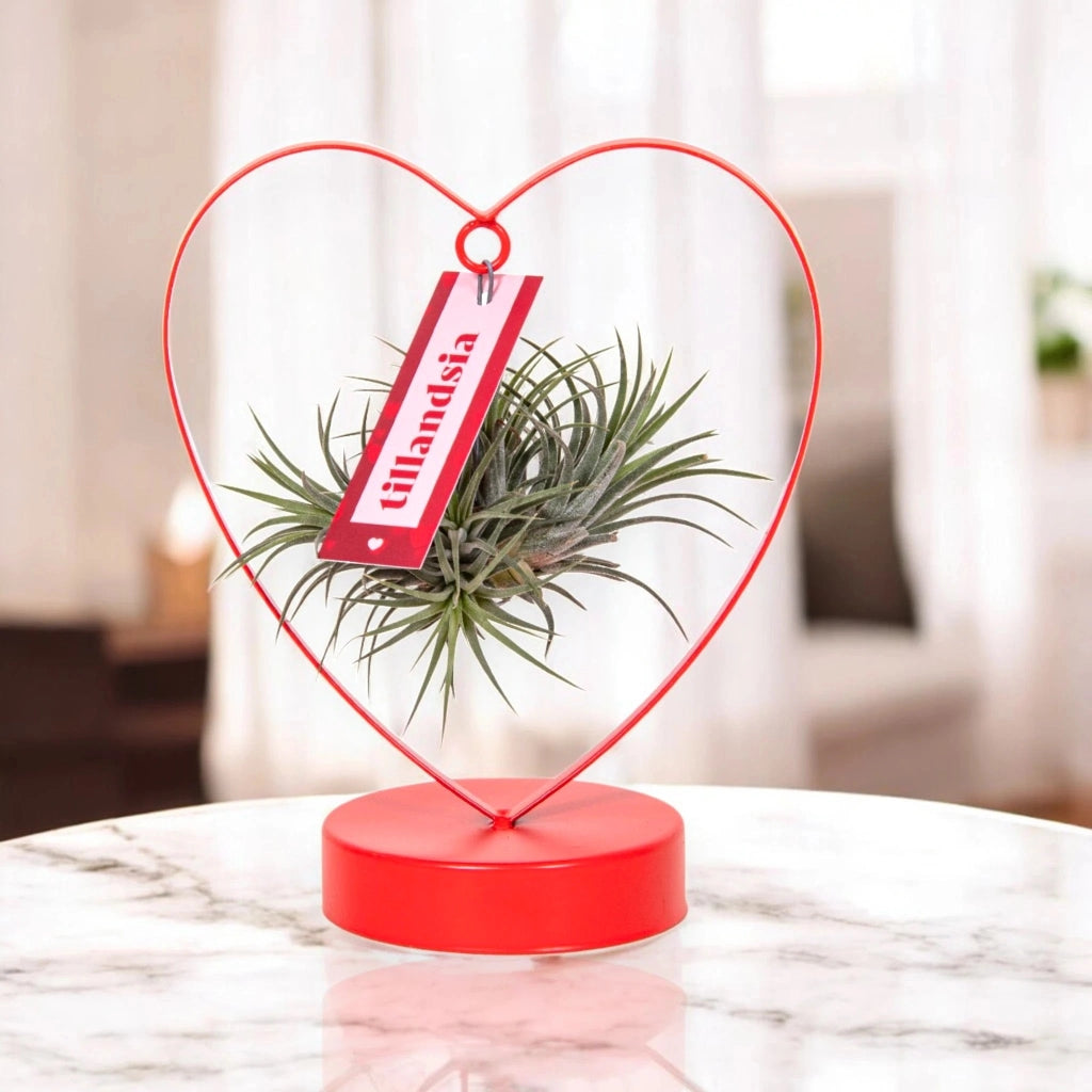Gardenaria Tillandsia 'Heart' - Pianta da interno ornamentale Altezza: 23 cm (vaso 10)
