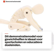 Modello di dimostrazione per sollevamento di pesi - Materiale ABS flessibile - Analisi biomeccanica educativa - Progettazione spaziale ridotta - Visione visiva chiara - Materiale robusto e resistente allo sforzo - Modello educativo