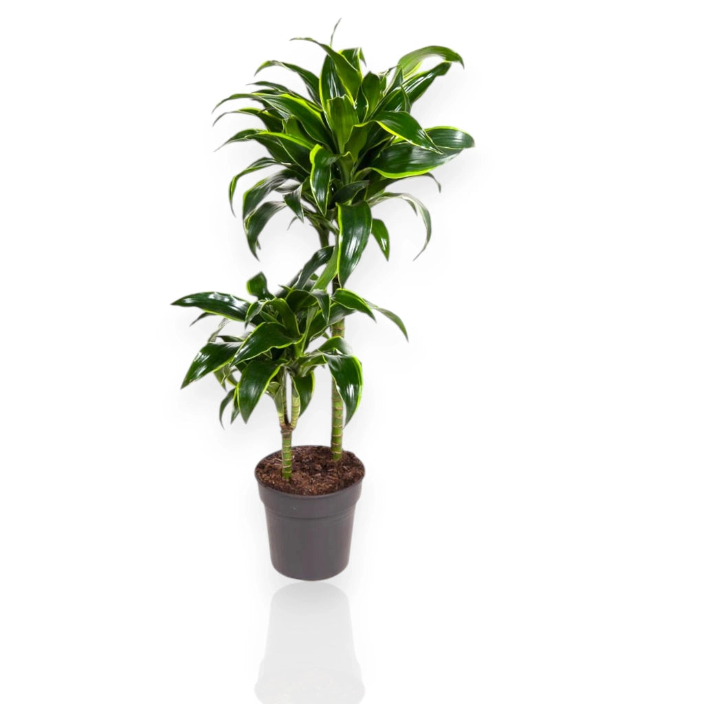 Gardenaria Dracaena fragrans 'Dorado' - Pianta da interno ornamentale Altezza: 130 cm (vaso 24)
