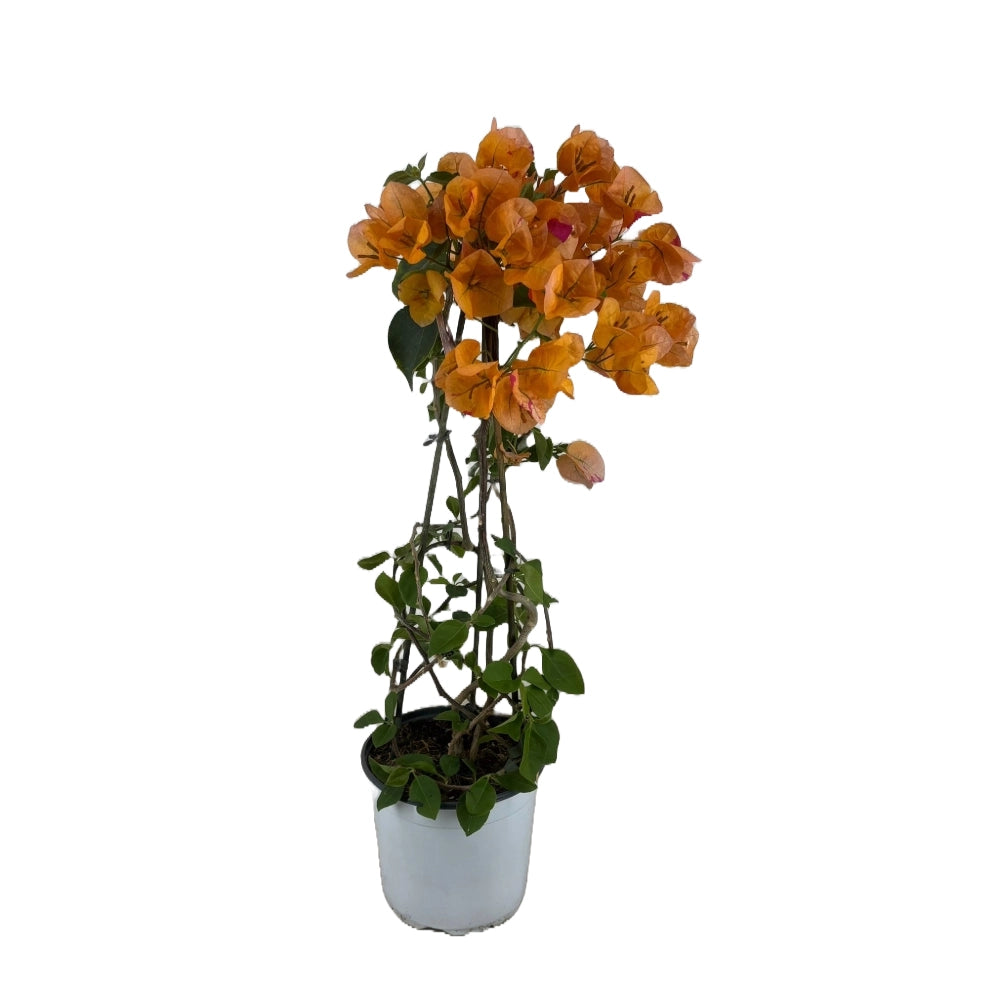 Pianta di Bouganvillea piramide Giallo H 70 cm in vaso 18 cm