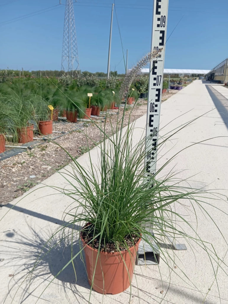Coda di Volpe Pennisetum Alopecuroides Vaso 24 cm Graminacea Ornamentale