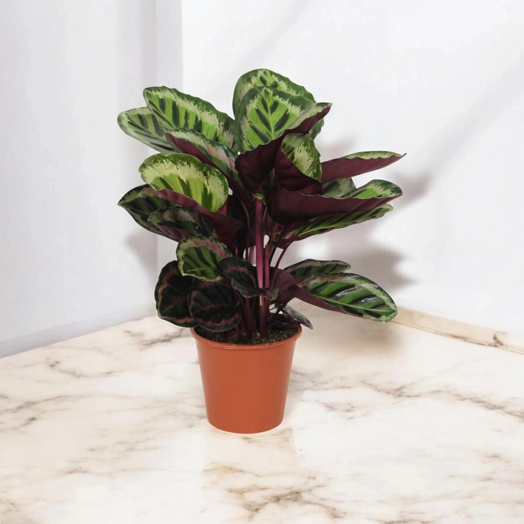Gardenaria Calathea roseopicta 'Angela' - Pianta da interno ornamentale Altezza: 80 cm (vaso 19)