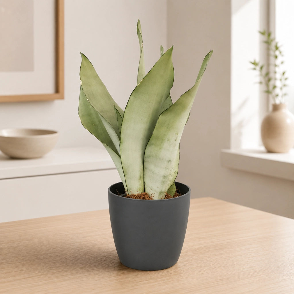 Gardenaria Sansevieria trifasciata 'Moonshine' - Pianta da interno ornamentale Altezza: 35 cm (vaso 12)