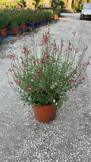 SALVIA ROEMERIANA BIANCO-ROSATO VASO 24