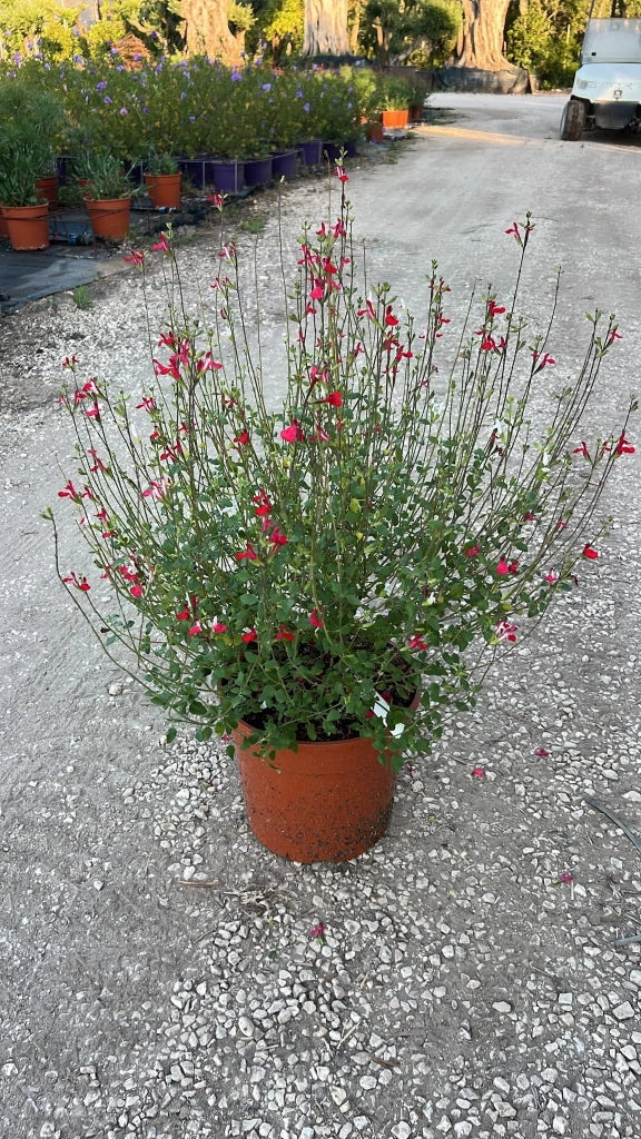 SALVIA ROEMERIANA BIANCO-ROSATO VASO 24