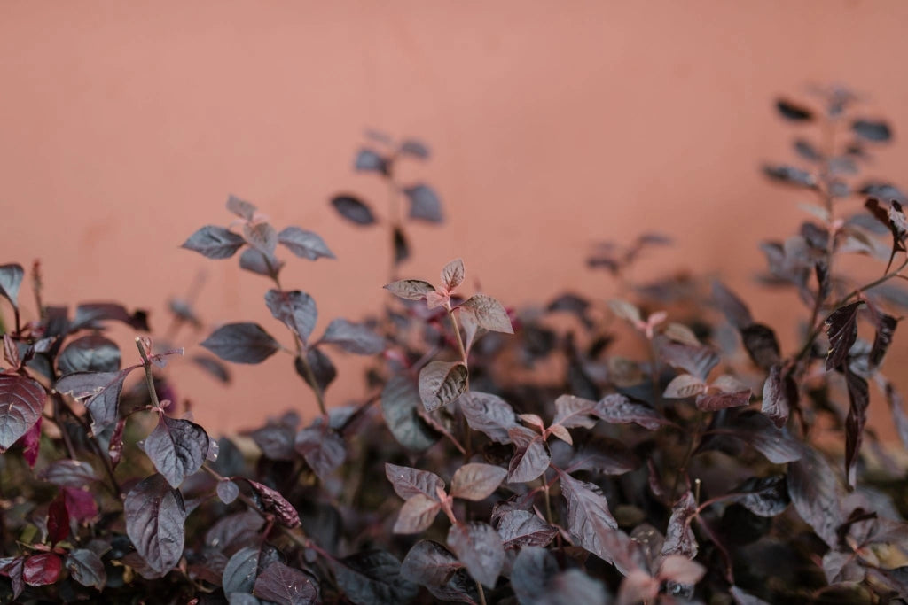 ALTERNANTHERA PURPLE VASO 18