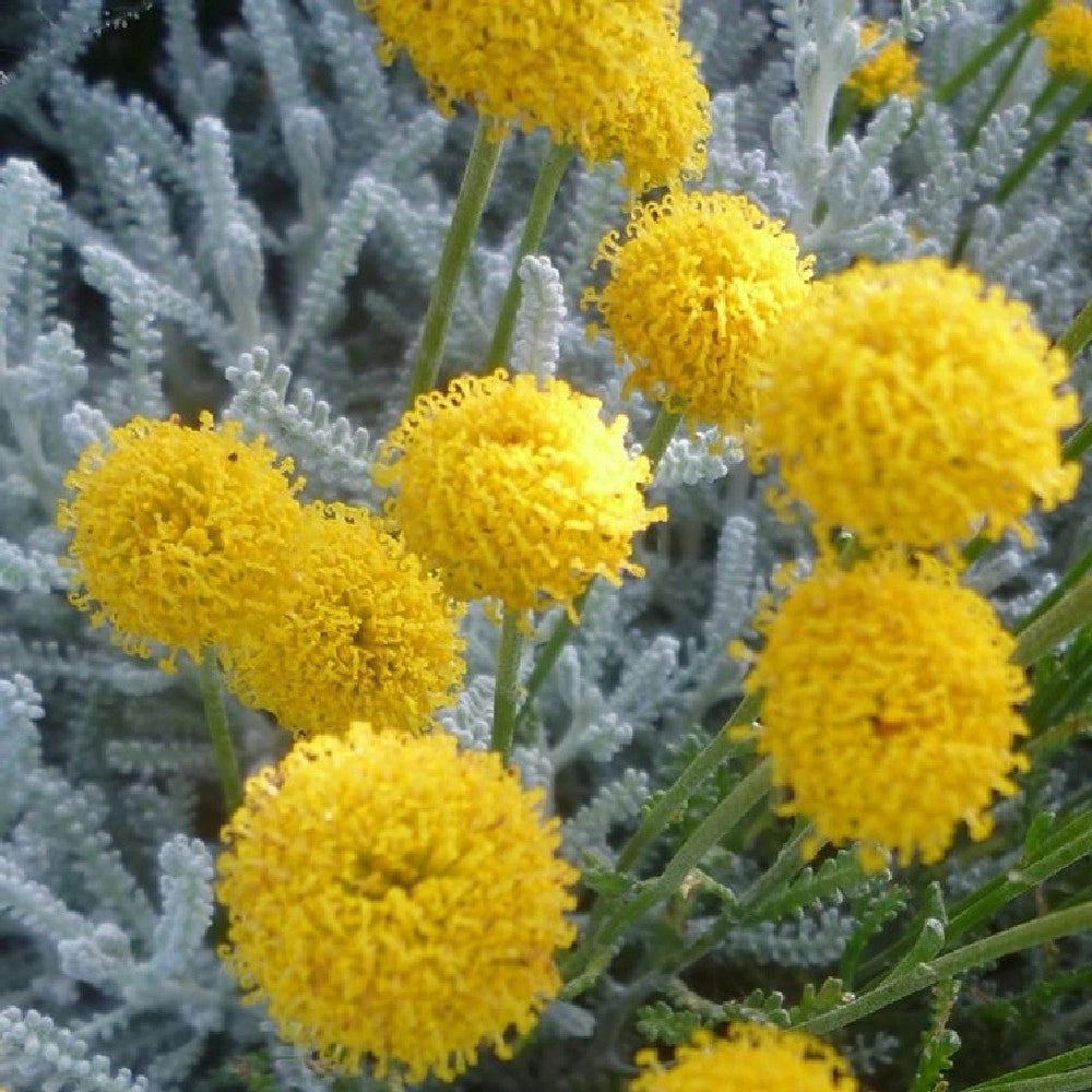 Pianta di SANTOLINA fiore giallo AROMATICA profumo armadi IN VASO 17 CM