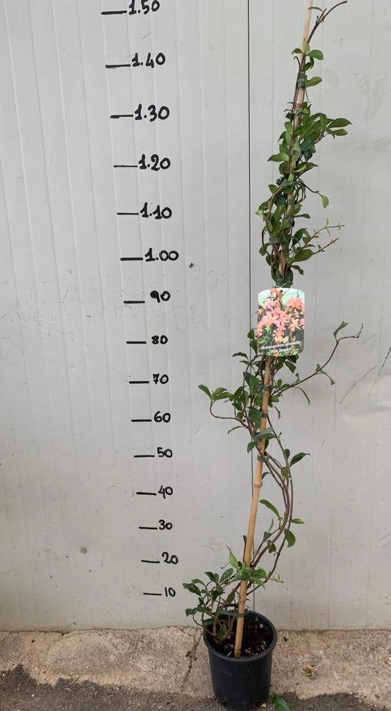 Trachelospermum asiaticum "Pink Shower" falso gelsomino rosa H 130cm
