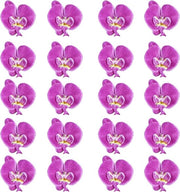 Fiori di seta premium orchidee - 20 pezzi per decorazione, matrimonio e fotografia