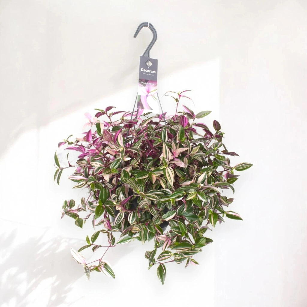 Gardenaria Tradescantia fluminensis 'Quadricolor' - Pianta da interno ornamentale Altezza: 40 cm (vaso 17)