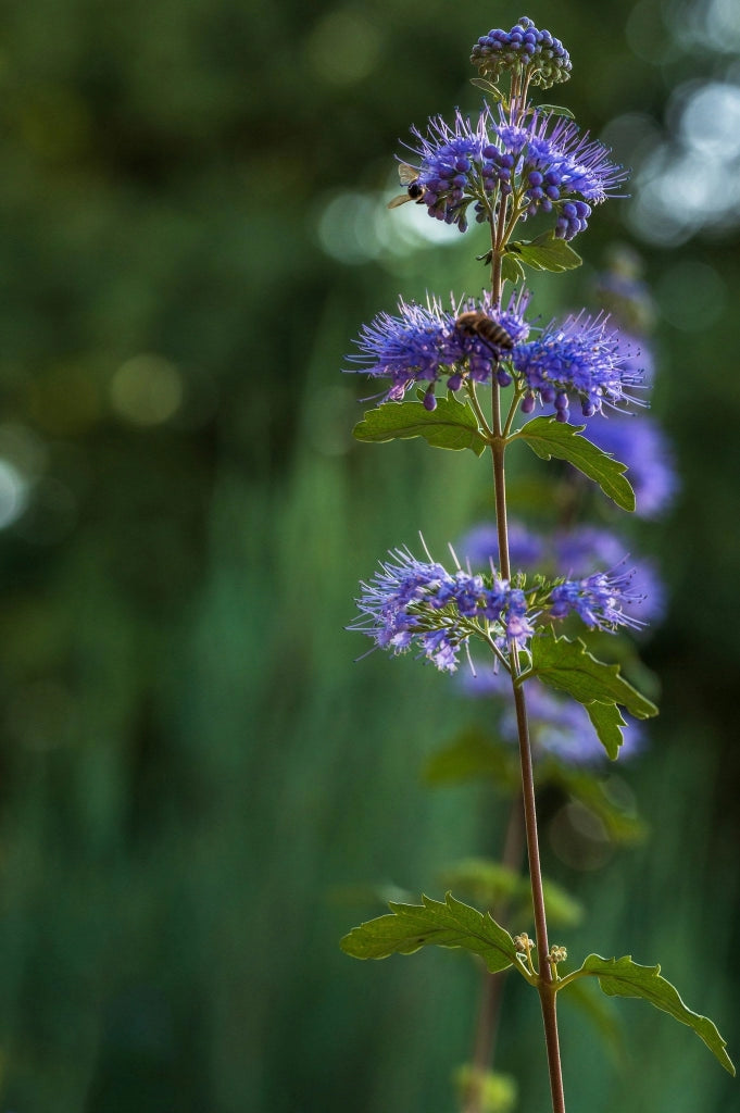 Barba Blu Caryopteris Clandonensis Vaso 18 cm Arbusto Aromatico da Fiore