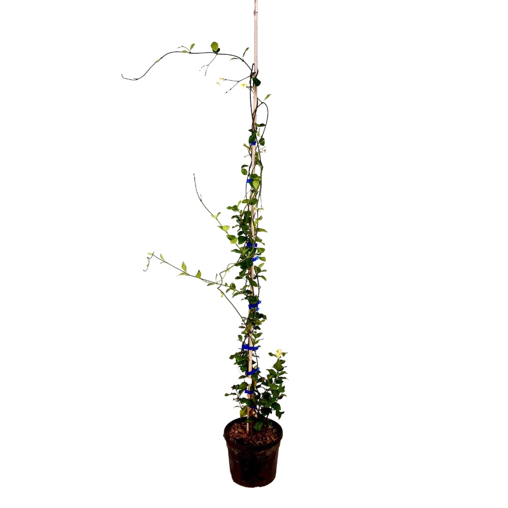 Pianta di RHINCOSPERMUM CHRISTABEL BIELENBERG falso gelsomino giallo vaso18