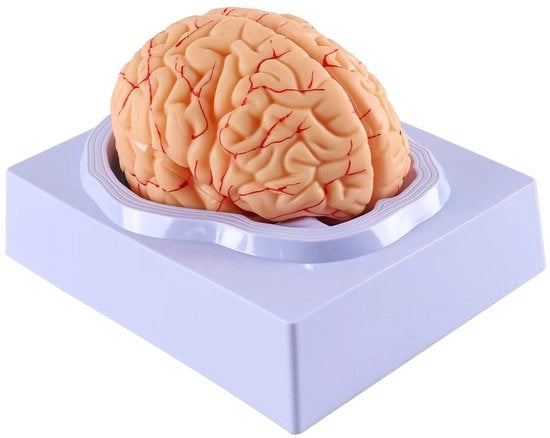 Anatomia del Cervello 8 Parti - Modello Anatomico - PVC - Educativo - Dati di Identificazione Digitale - Base Sostenibile - Facile da Condividere - Modello del Cervello