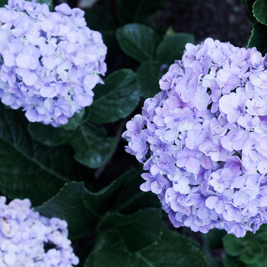 Gardenaria Ortensia - Hydrangea Macrophylla 'Mathilda Gutges' - Pianta acidofila ornamentale da esterno Altezza: 30/40 cm (vaso19)
