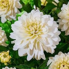 Bulbi di Dalia Edinburgh Rosso/Bianco – Bicolore elegante