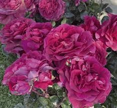 Rosa Barni Cardinale Carlo Maria Martini – Rosa Rifiorente Profumata