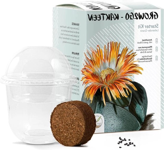 Inizio coltivazione di cactus - Set di semina per cactus miniatura con terreno - Regalo sostenibile per appassionati di piante (Pleiospilos Nelii)
