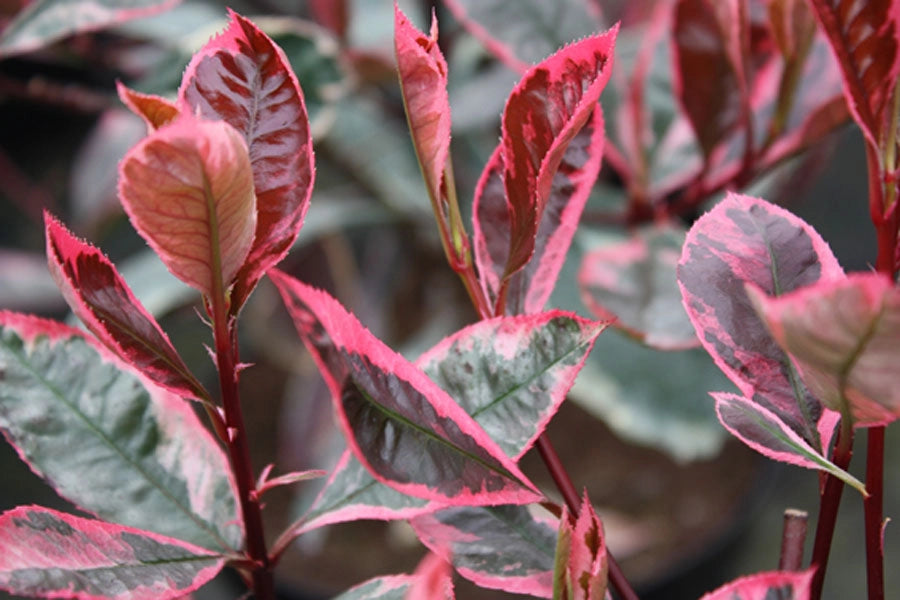 Photinia x Fraseri Louise vaso 18cm