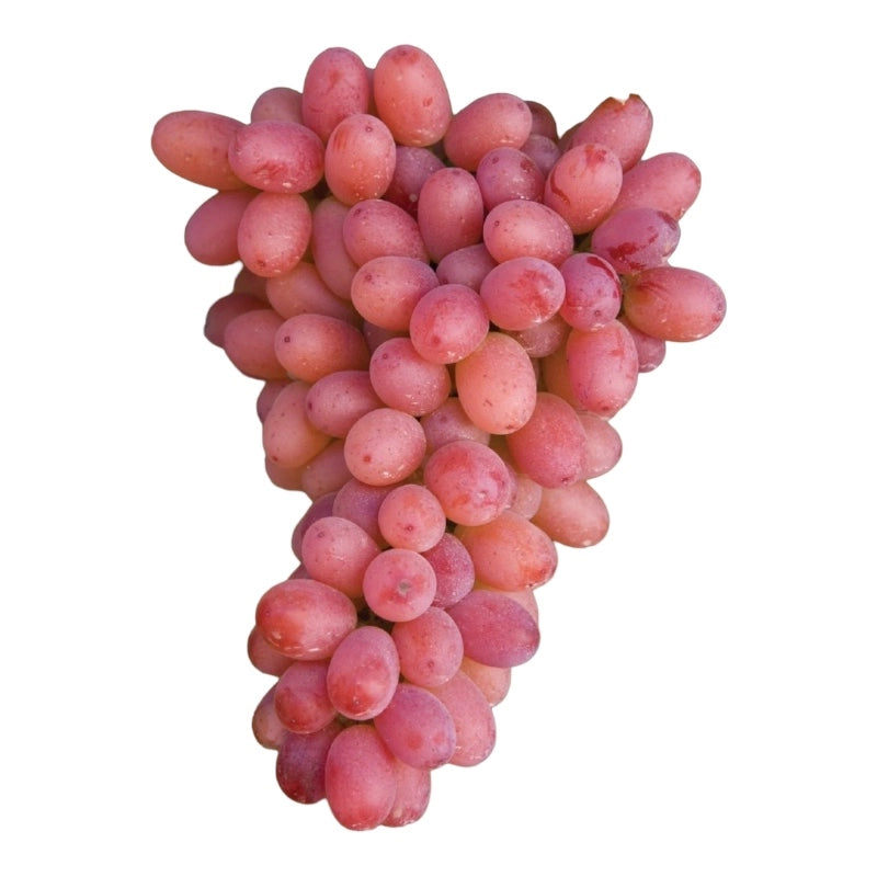 Pianta DI VITE uva vigna da tavola ARGENTINA APIRENA senza semi VASO 16 cm AMDGarden