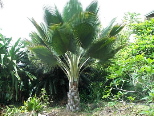 Copernicia fallaensis H 3 m vaso 90 – Palma tropicale rara a ventaglio foto reale