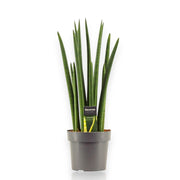 Gardenaria Sansevieria cylindrica 'Rocket' - Pianta da interno ornamentale Altezza: 35 cm (vaso 12)