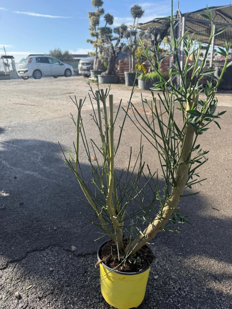 Spartium junceum – Ginestra odorosa mediterranea a fioritura gialla profumata