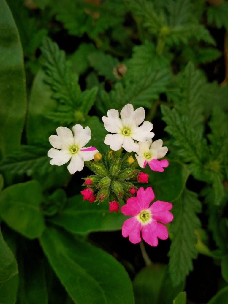 VERBENA ROSA VASO 18