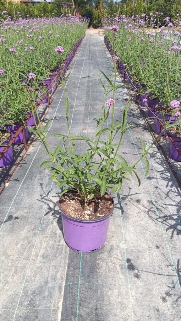 VERBENA BONARIENSIS VASO 18