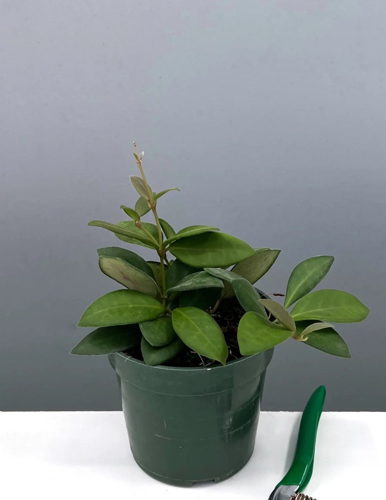 Hoya tsangii – Pianta tropicale compatta e ricadente vaso 6 cm