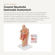 Modello Anatomico del Cervello - Modello del Corpo - Modello della Bocca - Fatto in PVC - Duraturo - Presentazione Display