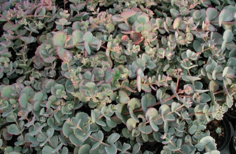 Sedum sieboldii variegata "Seta Giapponese - Erba Teresina" foto reali