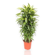 Gardenaria Dracaena fragrans 'Lemon Lime' - Pianta da interno ornamentale Altezza: 80 cm (vaso 21)