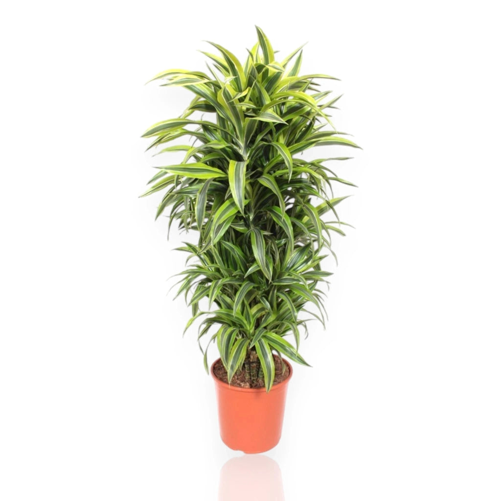 Gardenaria Dracaena fragrans 'Lemon Lime' - Pianta da interno ornamentale Altezza: 80 cm (vaso 21)