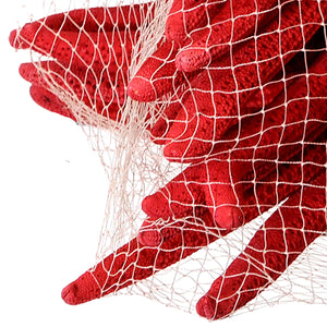 Stelle Marine Colorate 10 Pz 15x20 cm