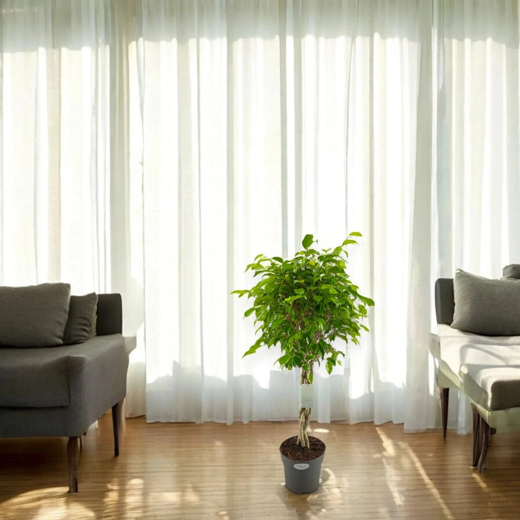 Gardenaria Ficus benjamina 'Exotica' - Pianta da interno ornamentale Altezza: 100 cm (vaso 24)