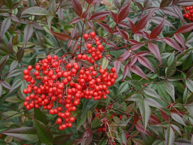 Pianta di Nandina Domestica Bambù Sacro bacche rosse in vaso 18 cm AMDGarden