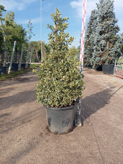 AGRIFOGLIO VARIEGATO ILEX AQUIFOLIUM ARGENTEOMARGINATA PIRAMIDE VASO 50