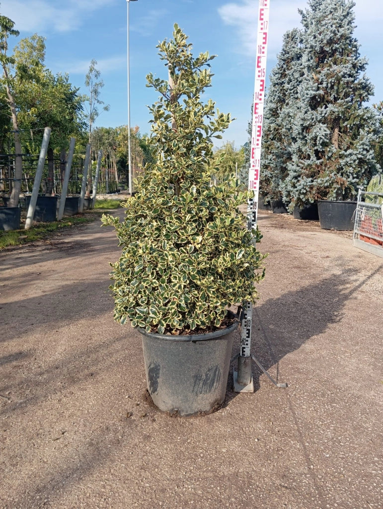 AGRIFOGLIO VARIEGATO ILEX AQUIFOLIUM ARGENTEOMARGINATA PIRAMIDE VASO 50