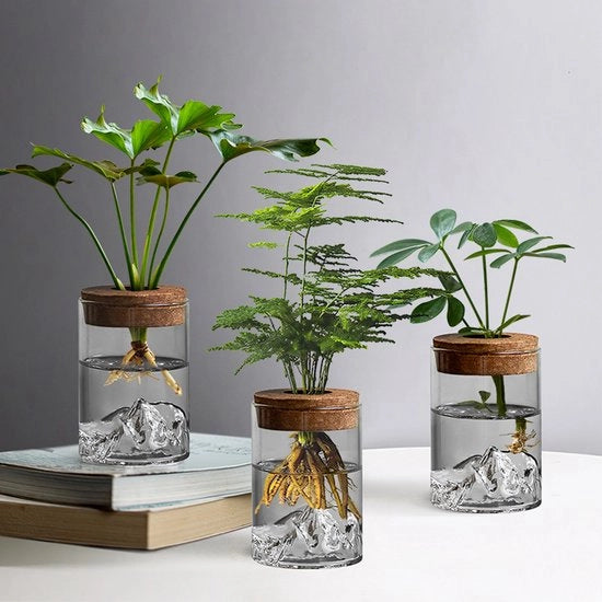 Tre kit di coltivazione - Terrario in legno con coperchio per la coltivazione di piante in hydrocultura - Decorazione per ufficio e casa - Esclusi piante