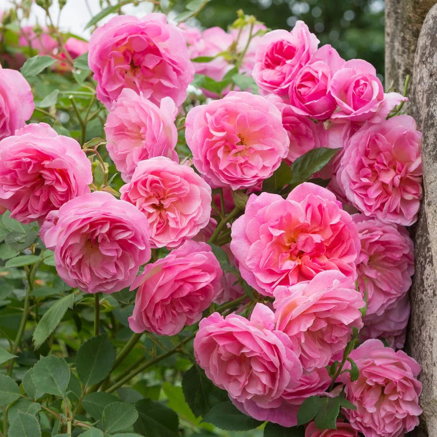 Gardenaria Rosa 'Hyde Hall' - Rosa da giardino Altezza: 40/50 cm (vaso20)