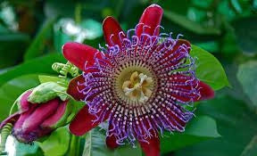 PIANTA DI PASSIFLORA quadrangularis vaso24 H 180CM