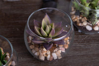 Set 3 Piante Artificiali Piante Grassa con Vasi H 75 cm