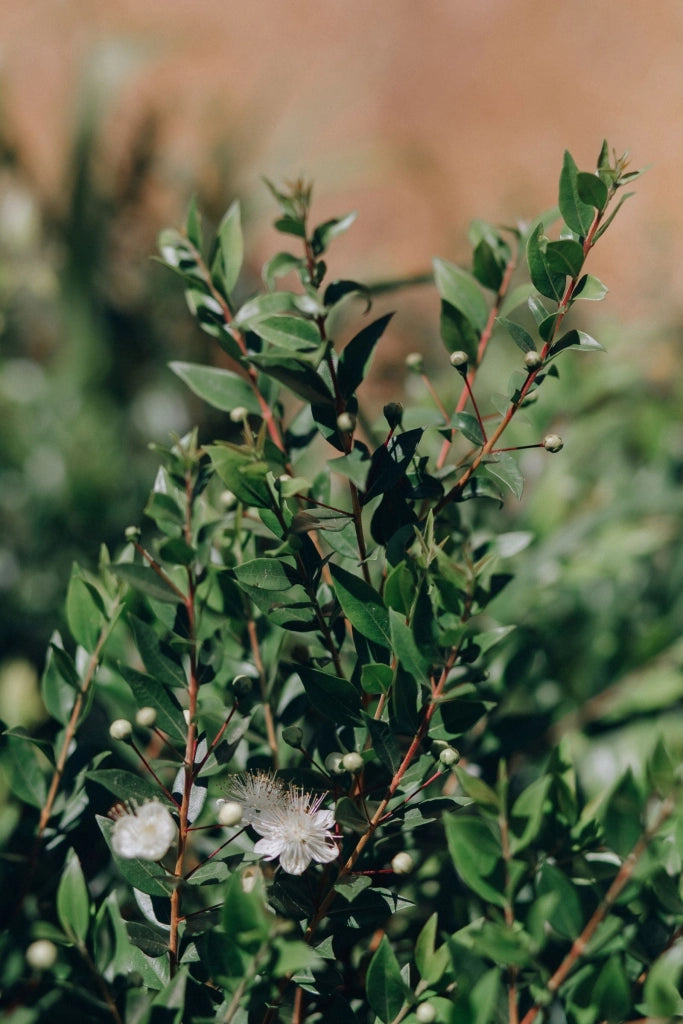 MYRTUS COMMUNIS (MIRTO) CESPUGLIO VASO 24 H.70/90